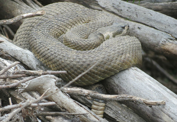 Northern Pacific Rattlesnake